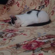 واگذاری بچه گربه دو ماهه