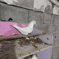 کفتر پرشی آس