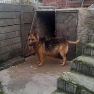 ژرمن کار مخصوص نگهبانی