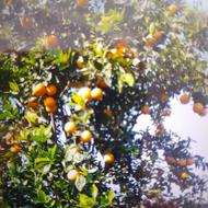 فروش پرتغال تامسون یک تن