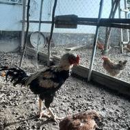 خروس ومرغ لاری