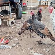 بوقلمون ماده