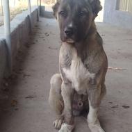 واگذاری توله سگ سرابی چهارماهه