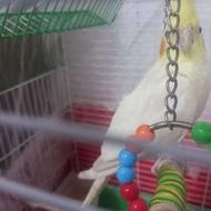 عروس هلندی نرسه ماهه تازه به حرف زدن افتاده