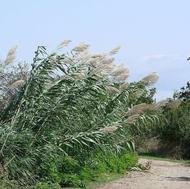 چیدن نی(قارقی)