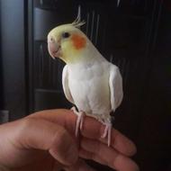 عروس هلندی ...