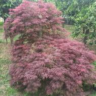 فروش فوری گل افرا زیر قیمت بازار