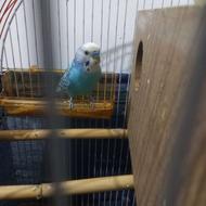 مرغ عشق نر بالغ