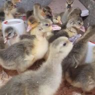 فروش بچه غاز