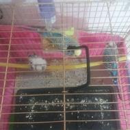 فروش 3عدد مرغ عشق مولد