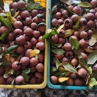 کنس یا ازگل