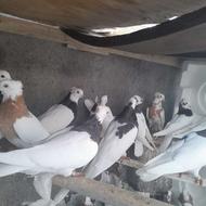 فروشی توقی.