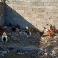 سه عددخروس وسه عددمرغ محلی