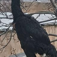 جوجه مرغ و خروس لاری سیاه