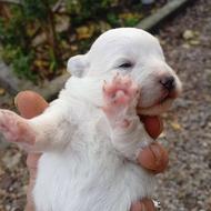 واگذاری سگ پاکوتاه اصیل