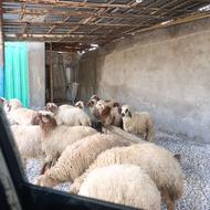 گوسفند یا کور زنده سرحال سالم