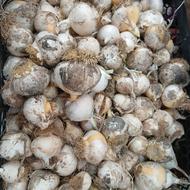 موسیر کوهی گرمک