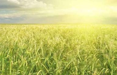 فروش زمین زیر قیمت منطقه