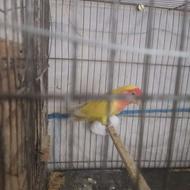 طوطی برزیلی جفت