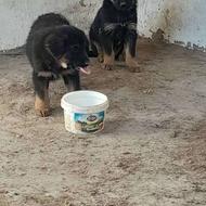 واگذاری دو عدد توله ژرمن شپر