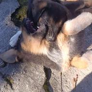 واگذاری 2عدد سگ توله دورگه میکس ژرمن با سنگسری