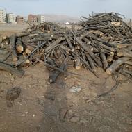 چوب نوپان تنه هرنوع درختی خریدارم