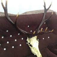 شاخ فروشی گوزن مرال