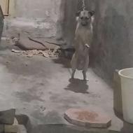 جک شناسنامه دار‌ / سگ واگذاری 