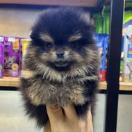 سگ پامرانین خرسی ماده خاص / واگزاری