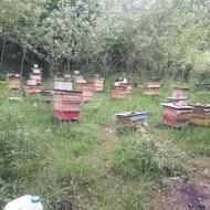 فروش کندو عسل آمریکایی