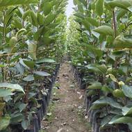 خرمالو گوجه ای گلدانی با تیراژ بالا