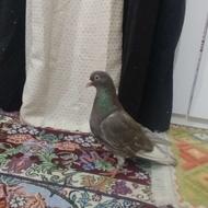 کفتر فروشی کفتر باز نیستم