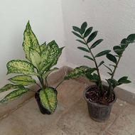 گل طبیعی متنوع