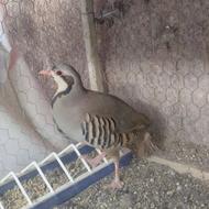 کبک ماده پرورشی