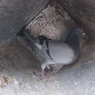 سه عددکفتر درجه یک