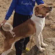 برای کم بود جا واگذاری سگ