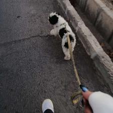 واگزاری / کوکو خانم آرام باهوش اجتماعی