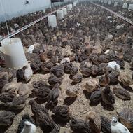 کارگر ساده سالن بلدرچین