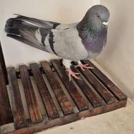 کبوتر نر سبز پر اصفهانی