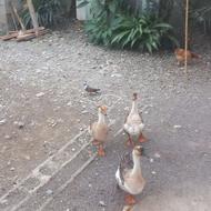 3عددقوغاز محلی به فروش میرسد