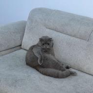 گربه اسکاتیش فولد