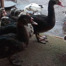 اردک هلندی واسرائیلی