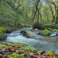 مرغ های محلی