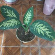 گل سرحال وزیبا