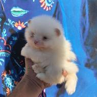 واگذاری سگ توله