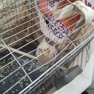 فروش فوری عروس هلندی نر آهویی جوان