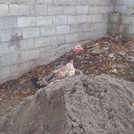 مرغ لاری اصیل