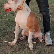 سگ پیتبول اسفورد شایر