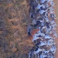 اردک محلی بزرگ شده تو صحرا