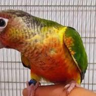 فوری حراج فروش جوجه های انواع طوطی های رام دستی